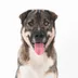 Evermore Pet Food logo