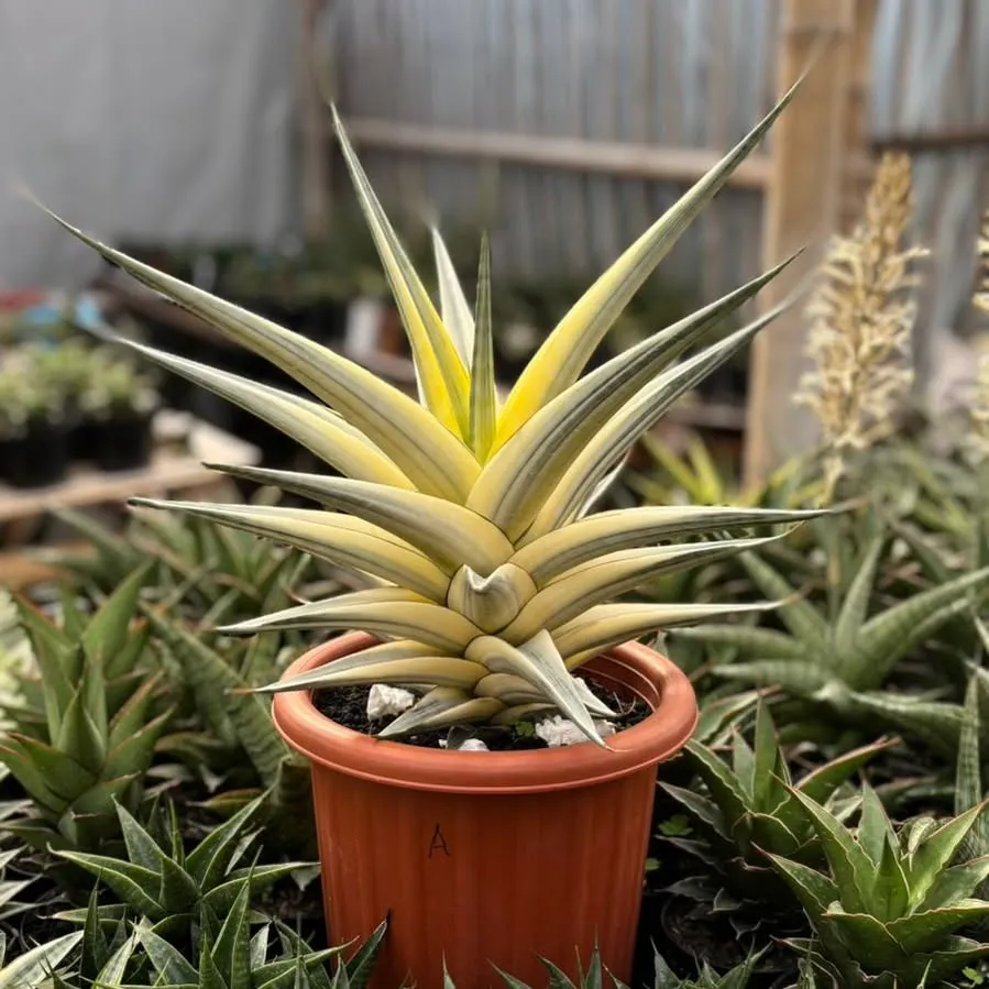 Succulentasia