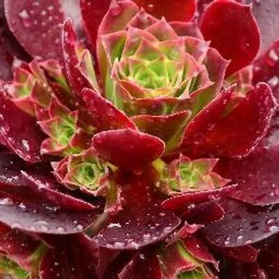 Surrealsucculents