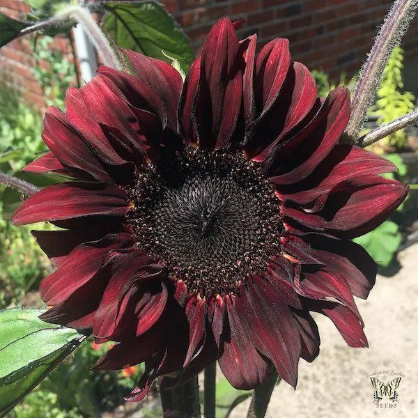 Swallowtailgardenseeds