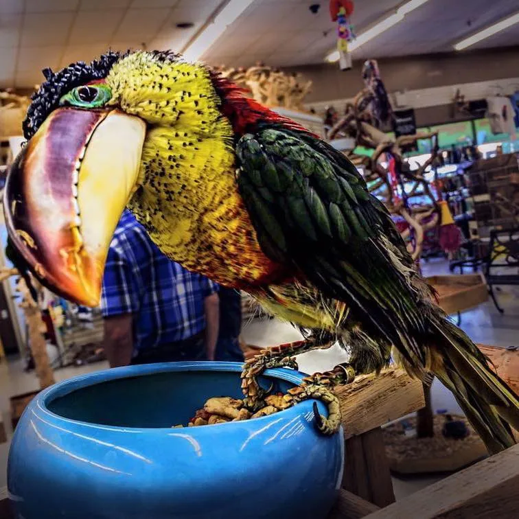 The Bird Store (Todd Marcus Bird Exotic)