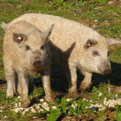 Thepinkpigs
