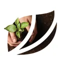 Suzano S.A. logo