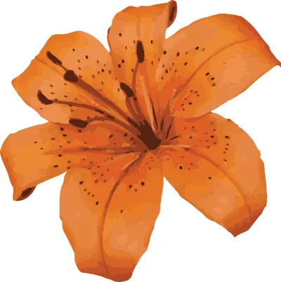 Tigerlilys Flowers logo