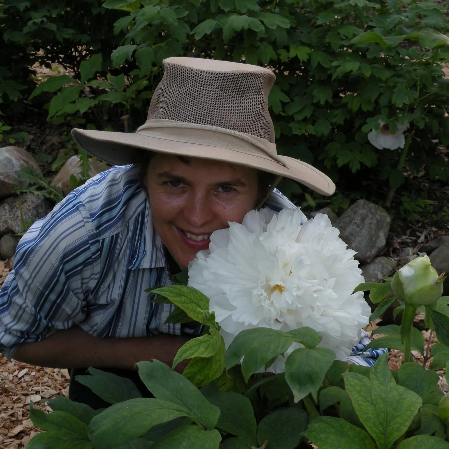 Treepeony