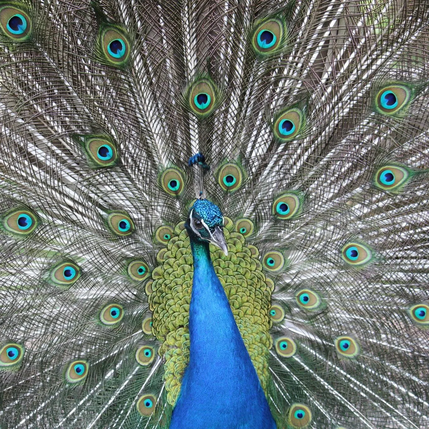 Vogelpark  Steinen