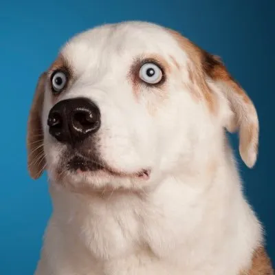 Weratedogs