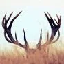 Wholesale Hunter