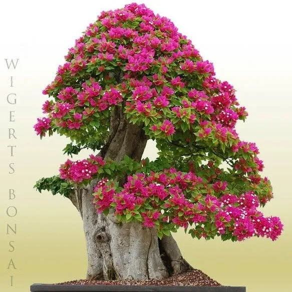 Wigertsbonsai