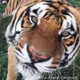 The Wild Animal Sanctuary logo