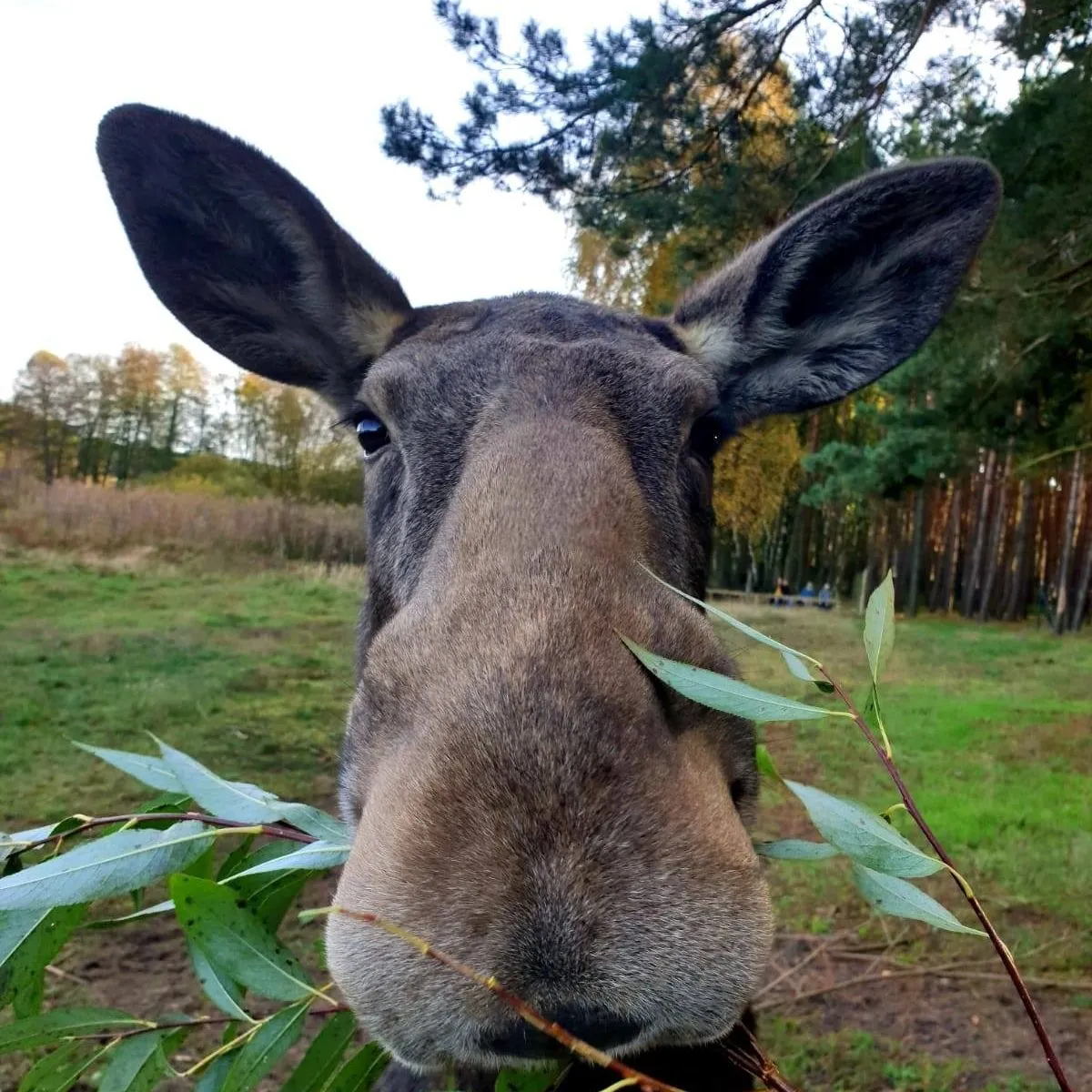 Wildpark Schorfheide gGmbH