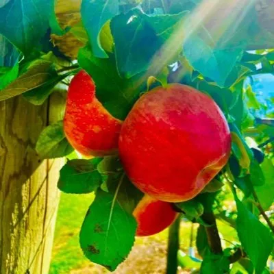 Windyacresfarmstand