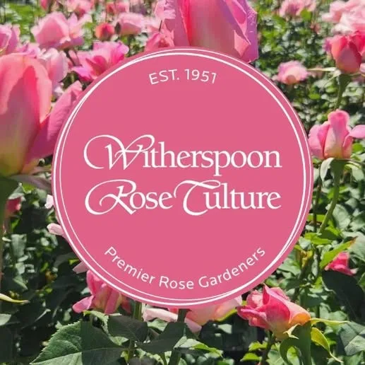 Witherspoonrose
