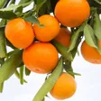 Wonderful Citrus-company-logo