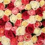 Logo Zaan flowers