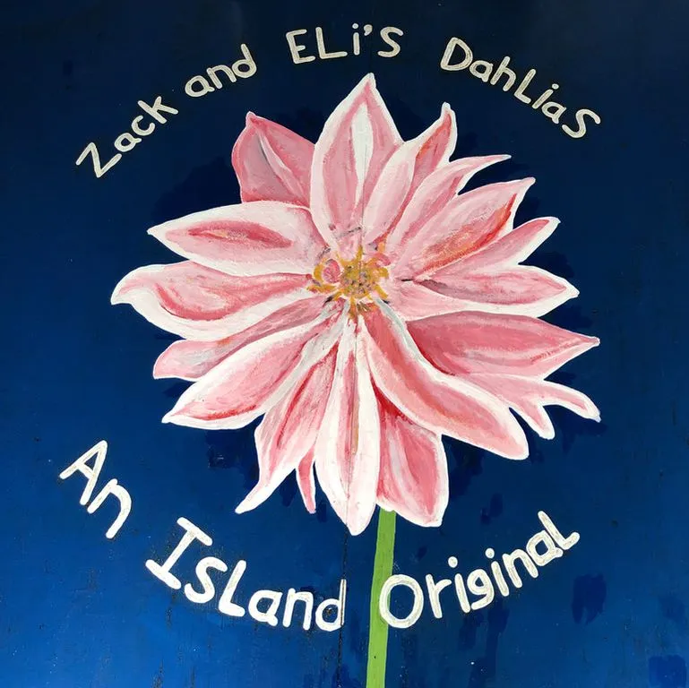 Zachandelisdahliatubers