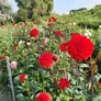 Logo Zomer Bloemenpluktuin